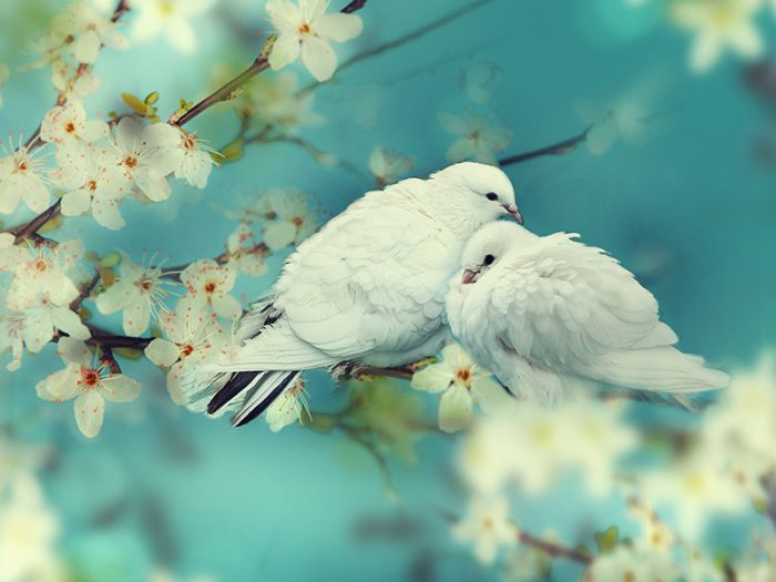 As 9 Tradições de Casamento Mais Famosas e Seus Significados